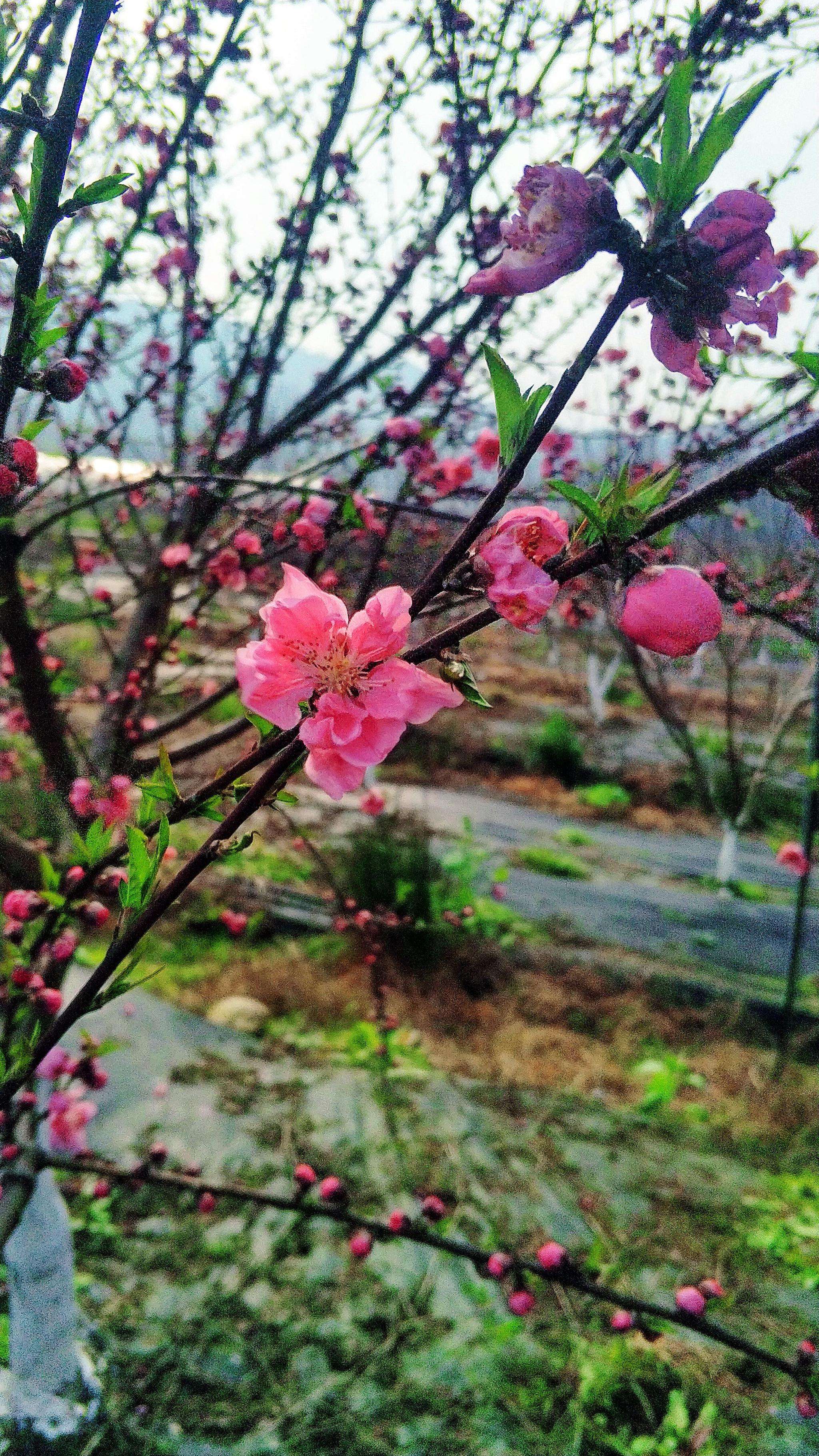 春花的聊天记录的简单介绍