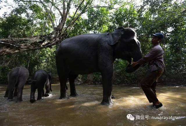 包含大象脱离组织还有聊天记录吗的词条