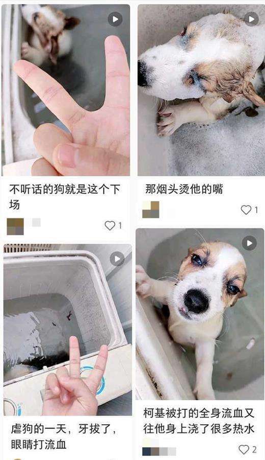 拔牙虐狗聊天记录的简单介绍