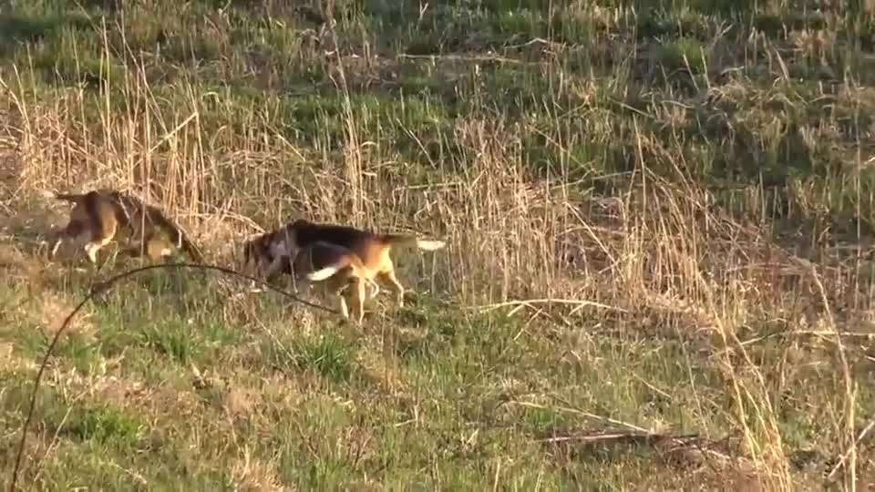 关于开始狩猎语音聊天记录的信息