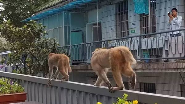 两只猴子聊天记录(两个人聊天旁边一个猴子一样的人)