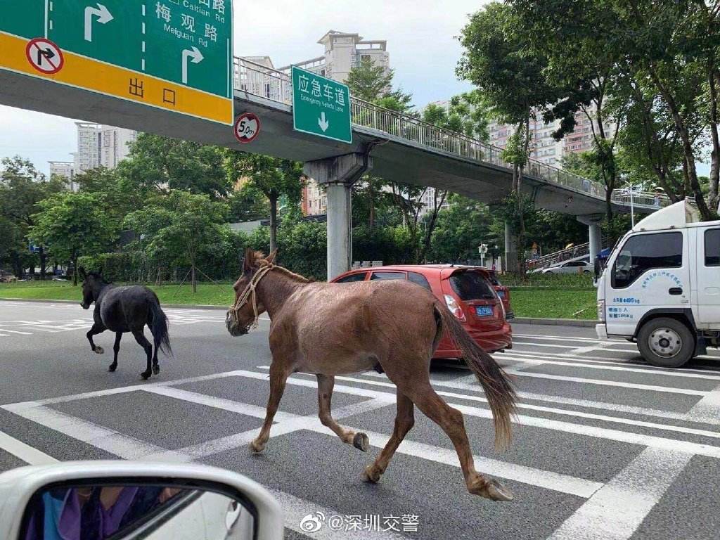 奔跑晶骡子聊天记录(奔跑晶骡子的真人照片)