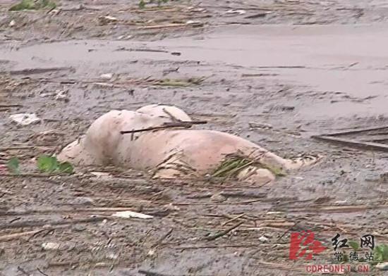 湖南高校浮尸聊天记录(湖南高校浮尸聊天记录微博)